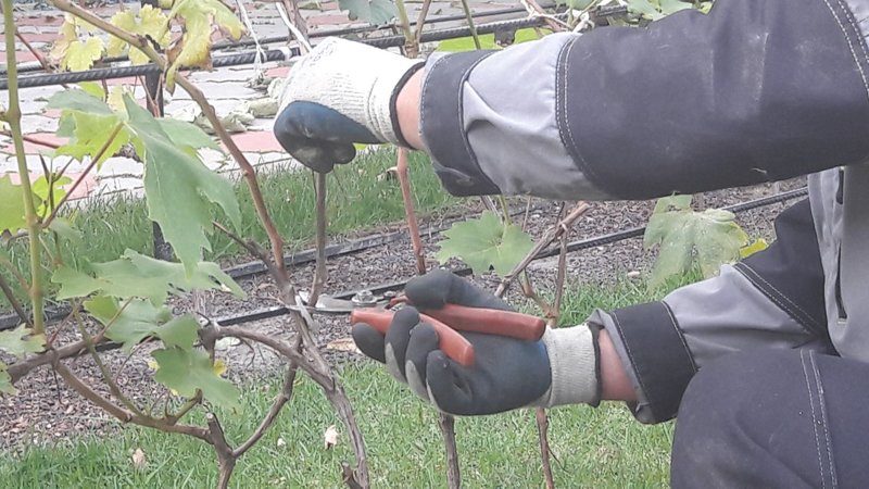 Why do you need pruning grapes in the fall and how to carry it out correctly
