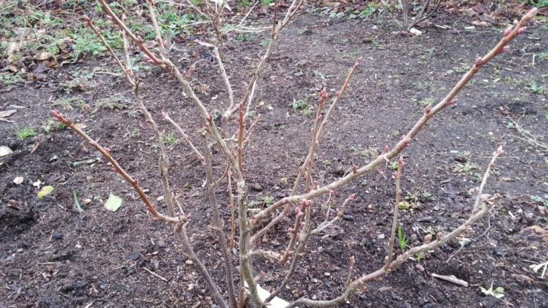 A beginner's guide to pruning currants correctly in the fall