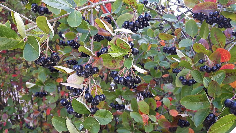 Instructions for pruning chokeberry in the fall for novice gardeners