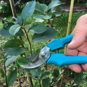 Instructions for pruning chokeberry in the fall for novice gardeners