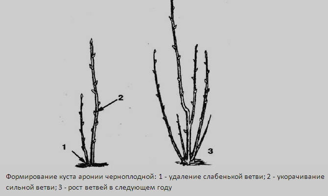 Instructions for pruning chokeberry in the fall for novice gardeners