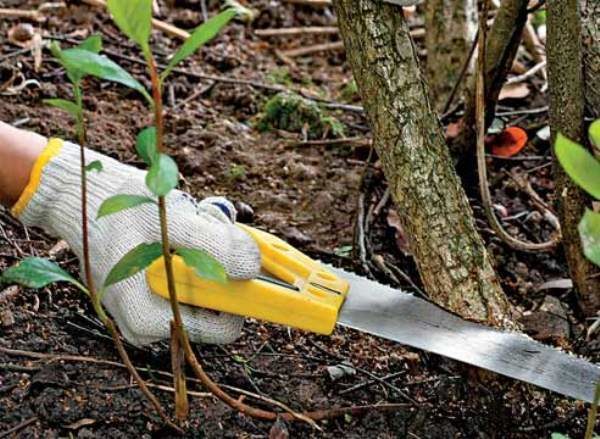 Instructions for pruning chokeberry in the fall for novice gardeners