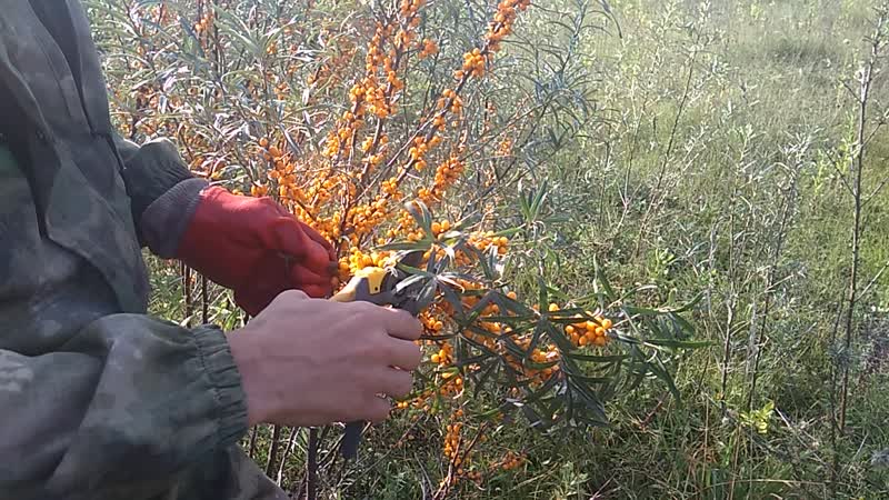 Variety of species and varieties of sea buckthorn