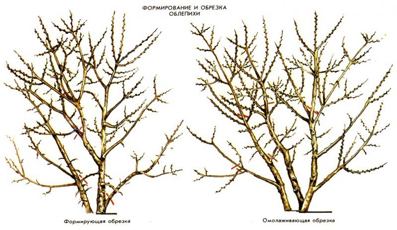 A step-by-step guide to pruning sea buckthorn in the fall
