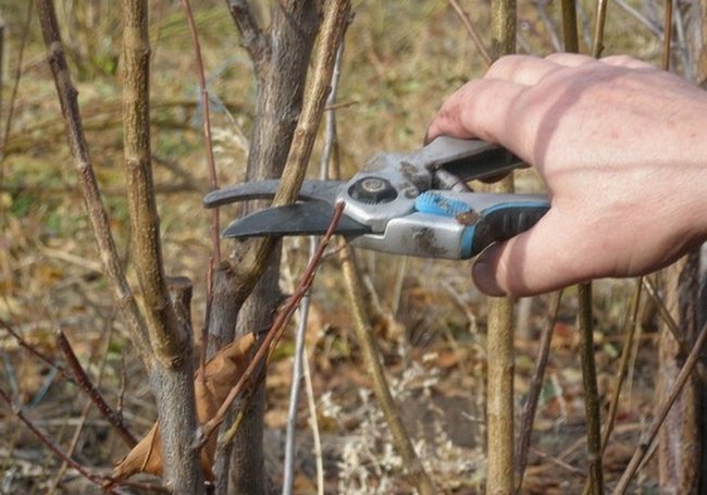 How to properly prune viburnum in autumn (normal and decorative)