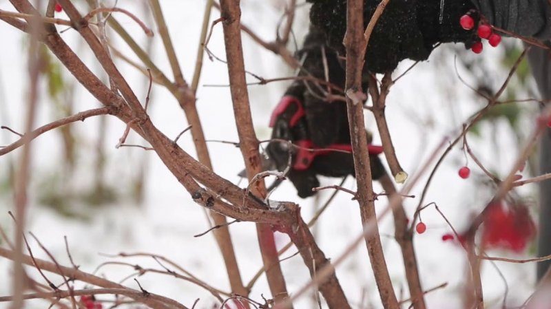 How to properly prune viburnum in autumn (normal and decorative)