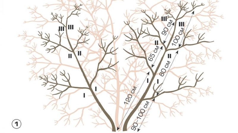 How to properly prune viburnum in autumn (normal and decorative)