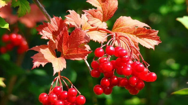 How to properly prune viburnum in autumn (normal and decorative)