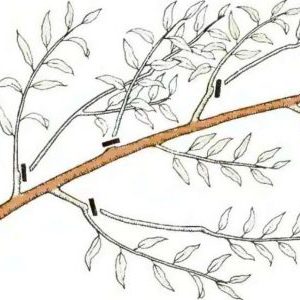 How to properly prune a peach in the fall and what is it for