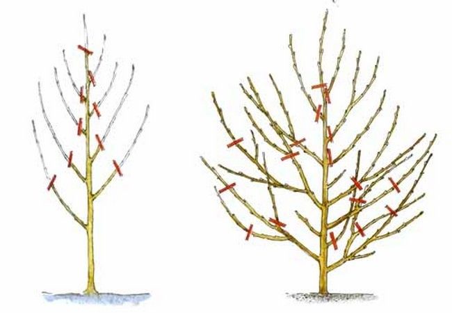 How to properly prune a peach in the fall and what is it for