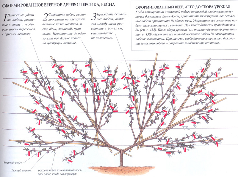 How to properly prune a peach in the fall and what is it for