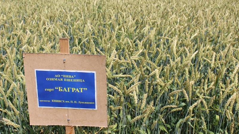 Review of the best varieties of winter wheat: choosing the most fertile and resistant