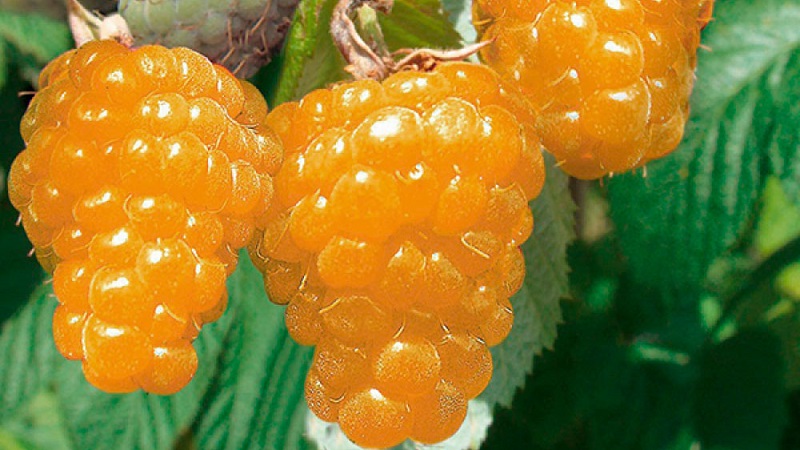 Review of the raspberry variety Golden Autumn