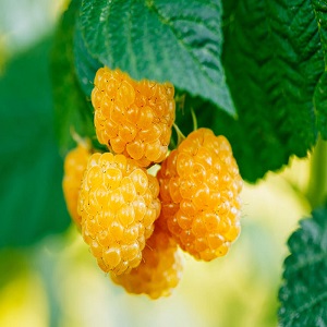 Review of the raspberry variety Golden Autumn
