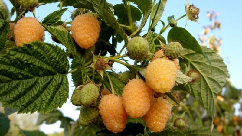 Review of the raspberry variety Golden Autumn