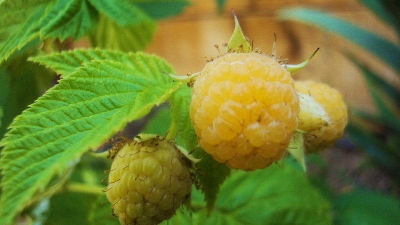 Review of the raspberry variety Golden Autumn