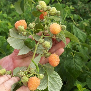 Review of the raspberry variety Golden Autumn