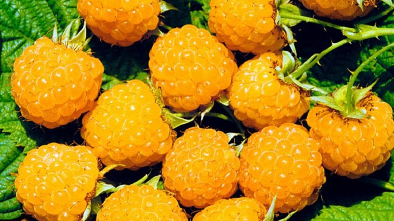 When is it better to plant raspberries in the middle lane - in spring or autumn