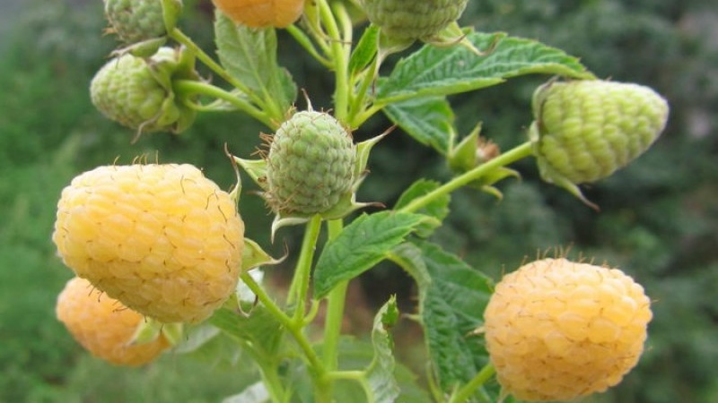 Review of the raspberry variety Golden Autumn