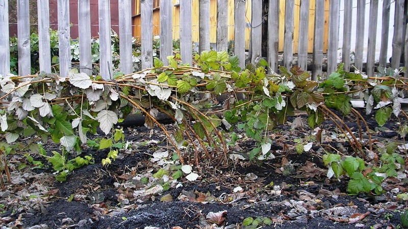 Review of the raspberry variety Golden Autumn