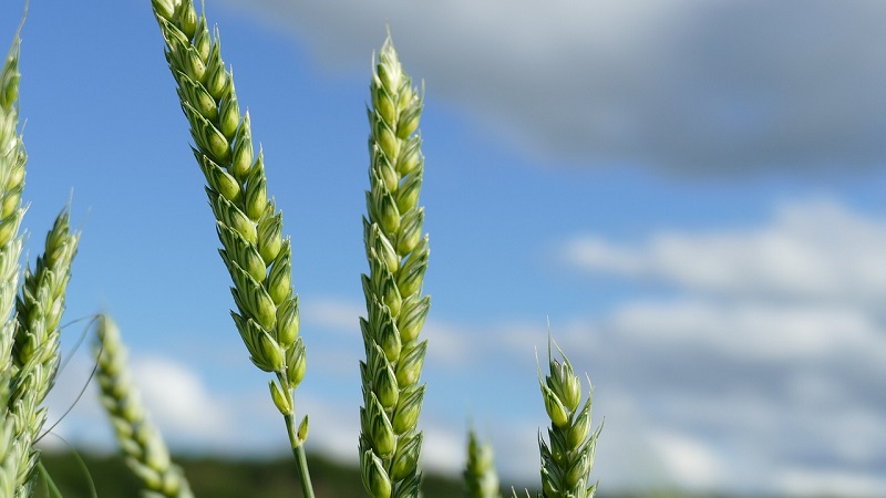 Review of winter wheat varieties Alekseevich: characteristics and description