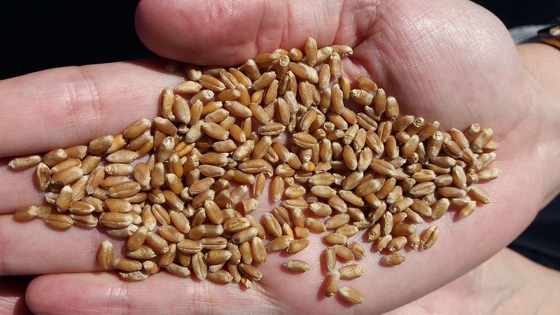 Review of winter wheat varieties Alekseevich: characteristics and description