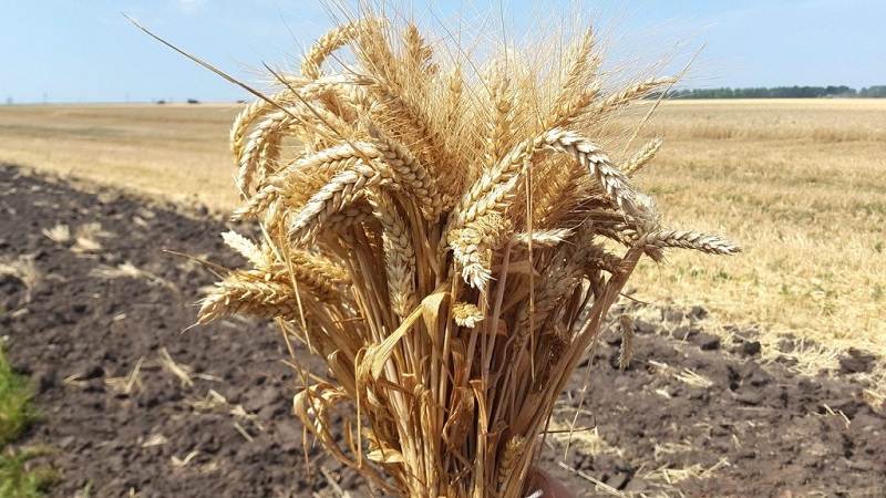 Review of winter wheat varieties Alekseevich: characteristics and description