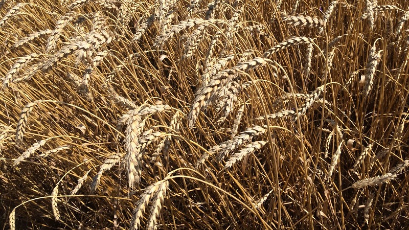 Review of winter wheat varieties Alekseevich: characteristics and description