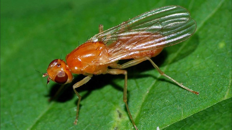 Features of red carrots without a core
