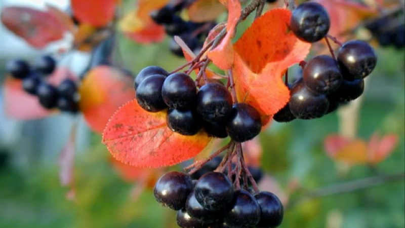 Instructions for pruning chokeberry in the fall for novice gardeners