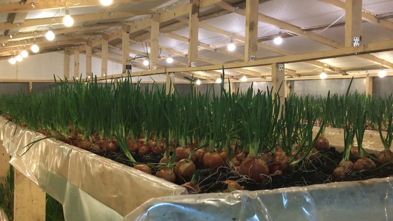 A beginner's guide to growing green onions in the basement