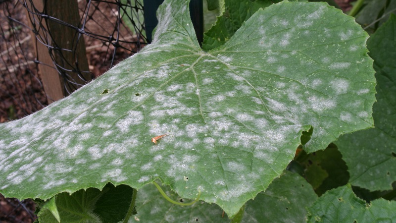 Why does white bloom appear on cucumbers in a greenhouse and how to deal with it