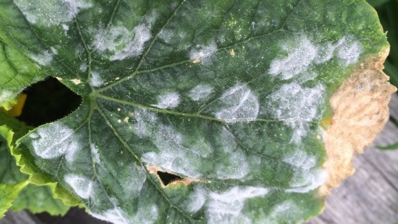 Why does white bloom appear on cucumbers in a greenhouse and how to deal with it