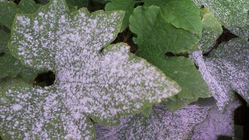 Why does white bloom appear on cucumbers in a greenhouse and how to deal with it