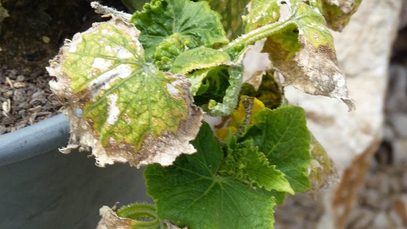 Why does white bloom appear on cucumbers in a greenhouse and how to deal with it