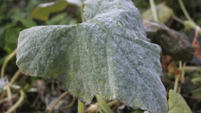 Why does white bloom appear on cucumbers in a greenhouse and how to deal with it