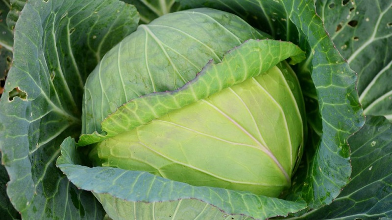 A selection of the best varieties of cabbage for winter storage and recommendations for its cultivation