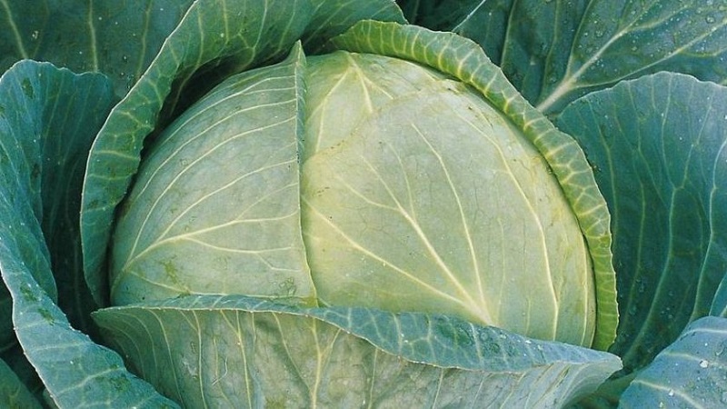 A selection of the best varieties of cabbage for winter storage and recommendations for its cultivation