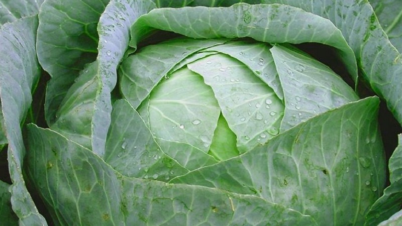 A selection of the best varieties of cabbage for winter storage and recommendations for its cultivation