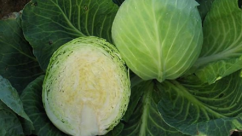 A selection of the best varieties of cabbage for winter storage and recommendations for its cultivation