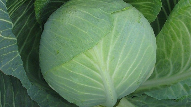 A selection of the best varieties of cabbage for winter storage and recommendations for its cultivation