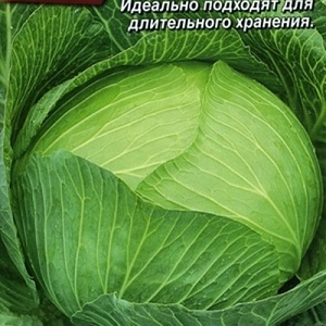 A selection of the best varieties of cabbage for winter storage and recommendations for its cultivation