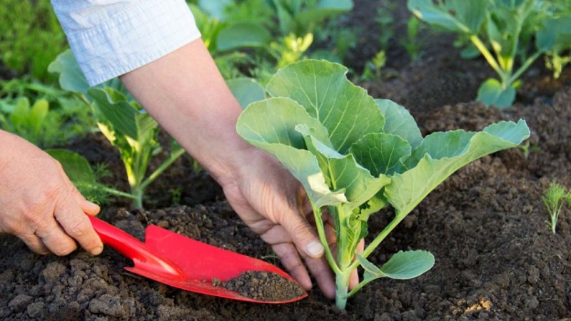 A selection of the best varieties of cabbage for winter storage and recommendations for its cultivation