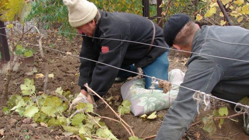 Preparing grapes for winter: the secrets of processing in the fall before shelter