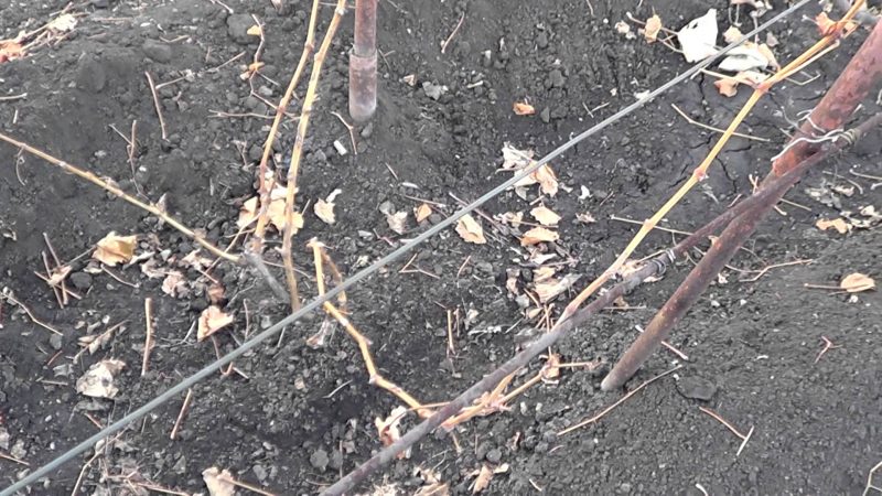 Preparing grapes for winter: the secrets of processing in the fall before shelter