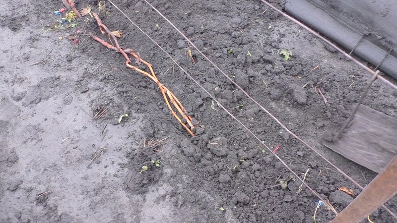 Preparing grapes for winter: the secrets of processing in the fall before shelter