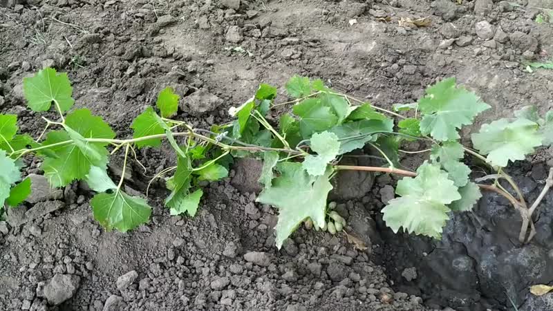 Preparing grapes for winter: the secrets of processing in the fall before shelter