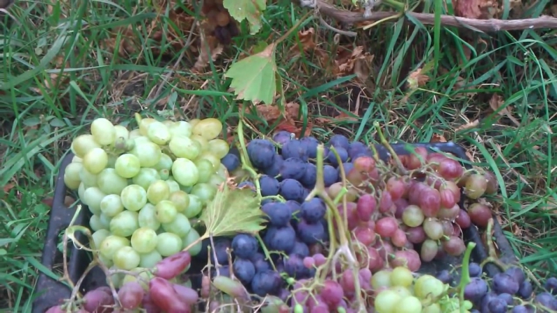 Description of the most delicious grape varieties