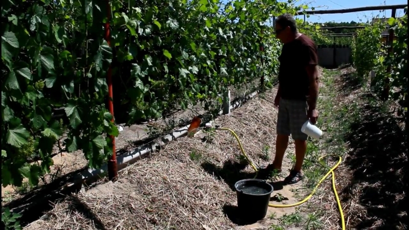 How and what to properly feed grapes in autumn