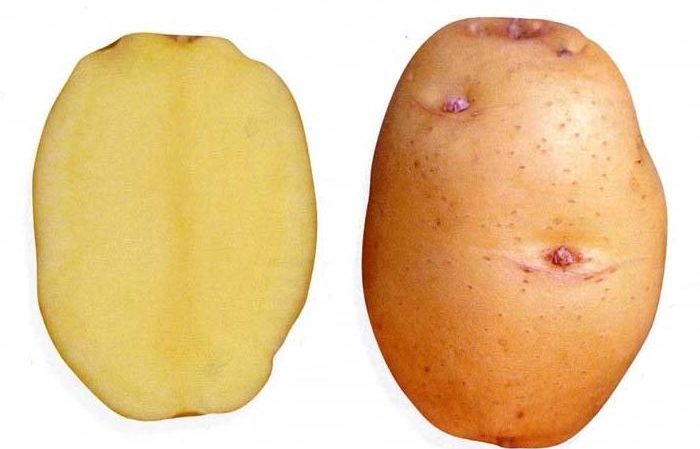 Detailed description and advice of agronomists on potato varieties: Petersburg, Barin, Leader and others